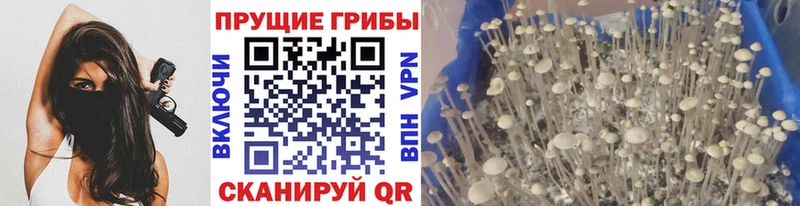Псилоцибиновые грибы мицелий  Невельск 